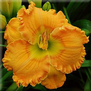 Orange Blossom Trail